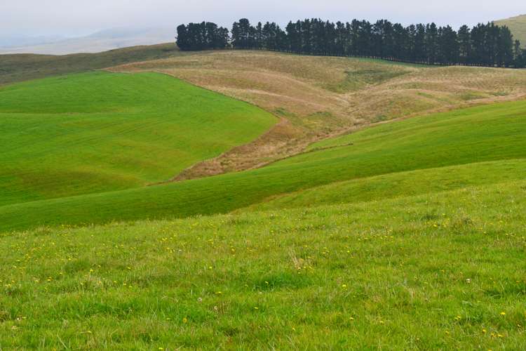 Fuchsia Creek Road Waitaki_13