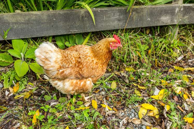 2150 Akatarawa Road Akatarawa_17