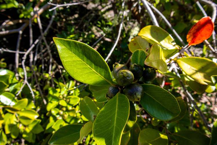 8 Gundry Street Rawene_23