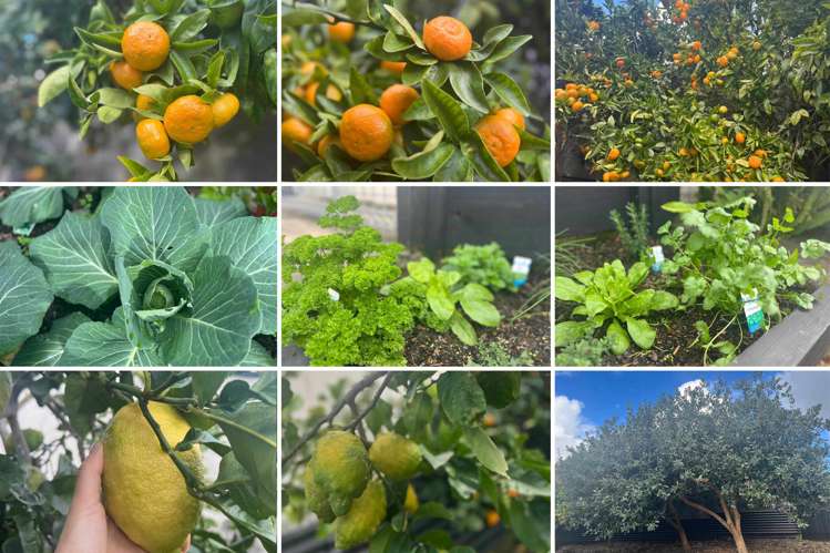 274b Balmoral Road Sandringham_22