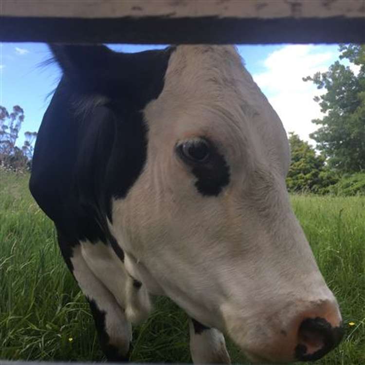 473 Kauaeranga Valley Road Thames_49