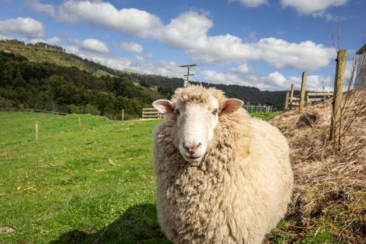 451 Woodlands Road Waihi_45