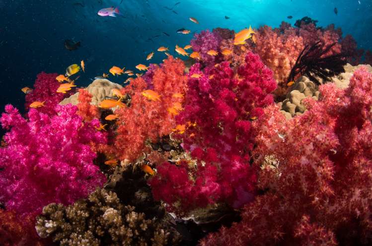 - Taveuni Coast Road, Vatulaga Outer Islands_13