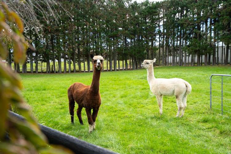 12A Chitty Road Tauwhare_2