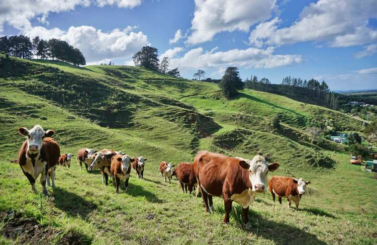 893r Welcome Bay Road Papamoa_5