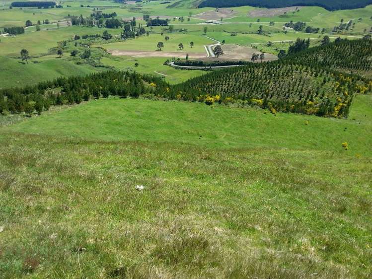 215 Forest Road Oruanui_8