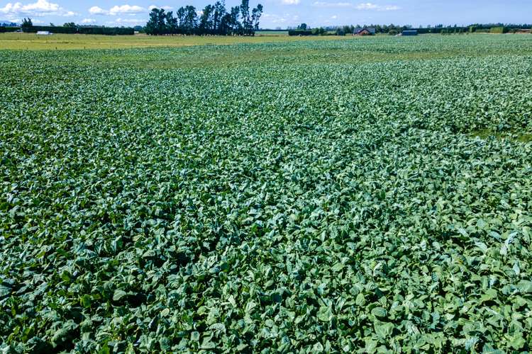 87 Hekeao Road Mesopotamia_17