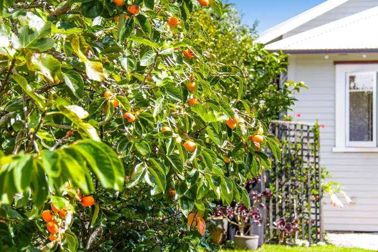 32 Oxford Terrace Devonport_24