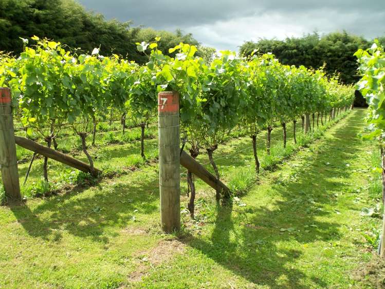 190 Regent Street Martinborough_2