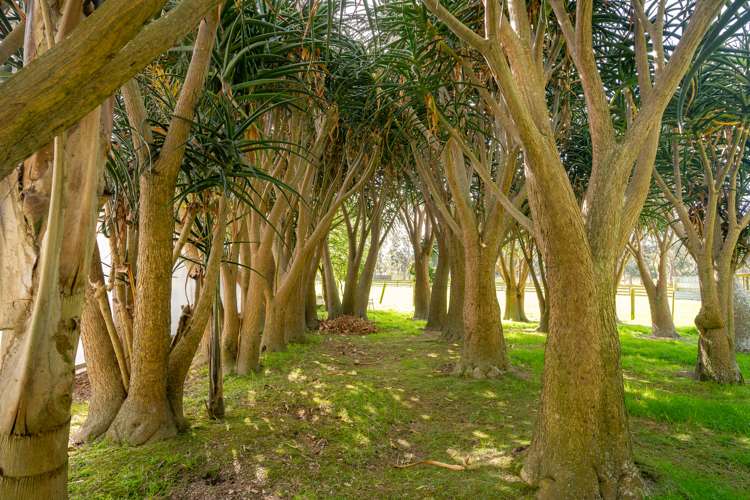 48 Elizabeth Street Waikanae_39