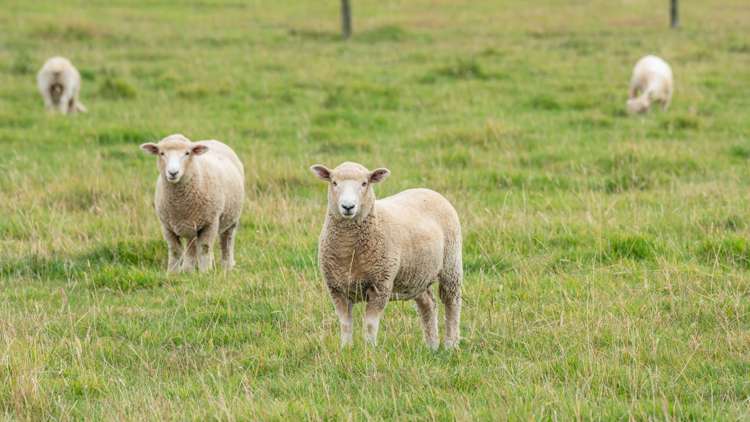 129 Lower Sefton Road Ashley_23