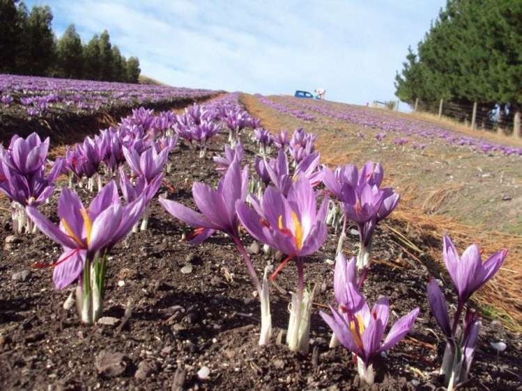 140 Glendhu Road Motunau_16