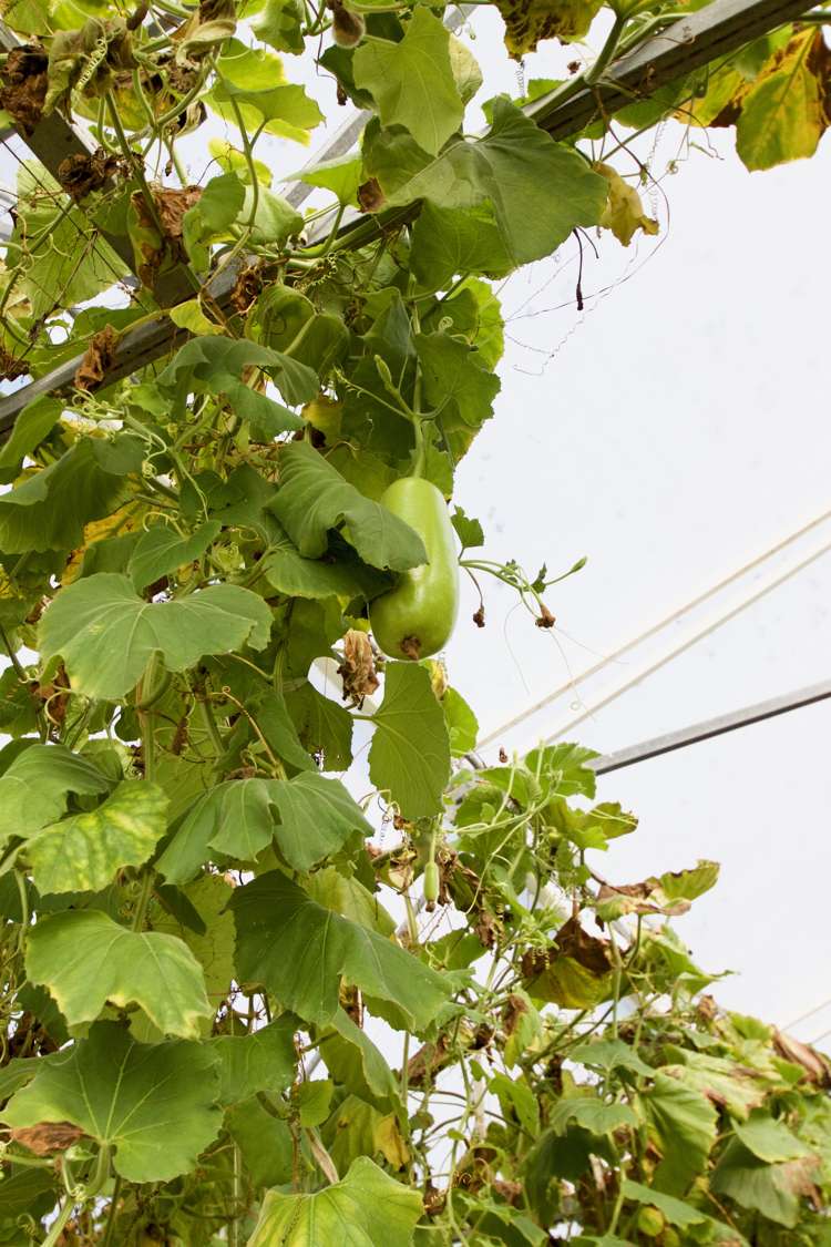 108 Cossey Road Drury_12