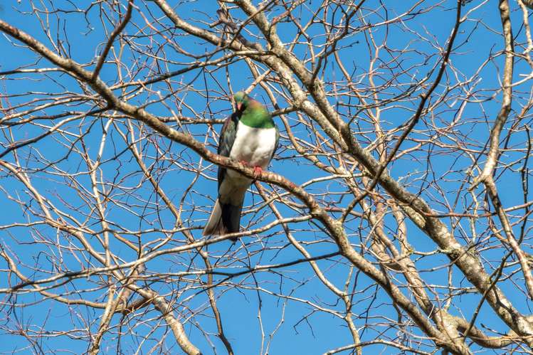 289 Waitaha Road Welcome Bay_36