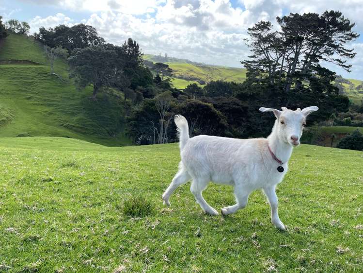 443 Lees Gully Road Pollok_35