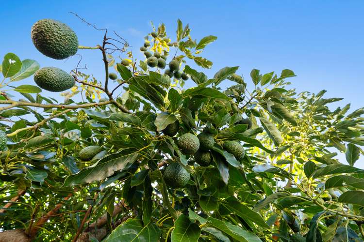 9 Haven Place Ngunguru_22