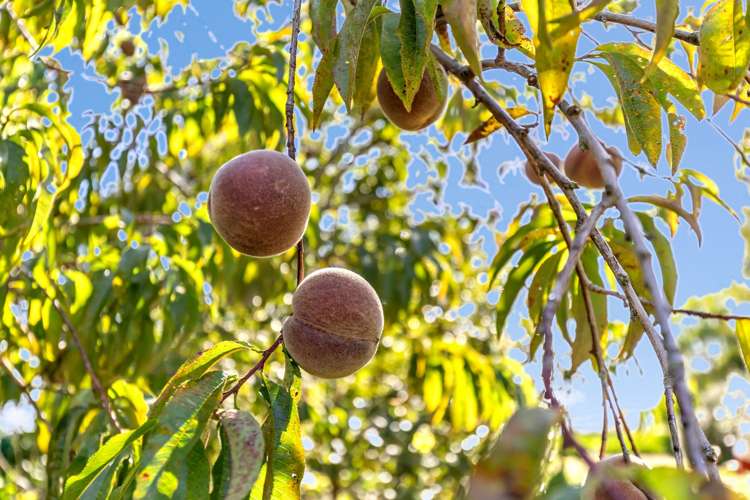 139 Barnett Avenue Best Island_27