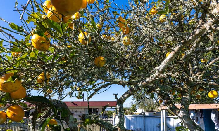 252 Whangamarino Road Te Kauwhata_32