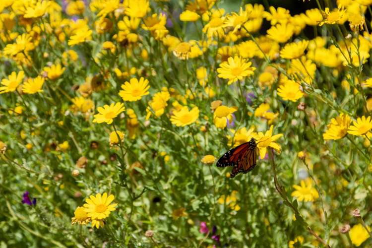 90-92 Kiwi Road Raumati Beach_7