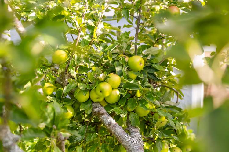 3 Tawhai Street Stokes Valley_12