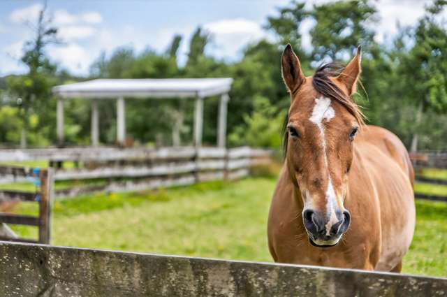 198b Devich Road Mangawhai_3