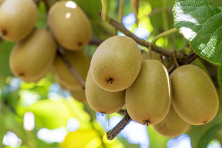 121a Macdonald Road Te Teko_5