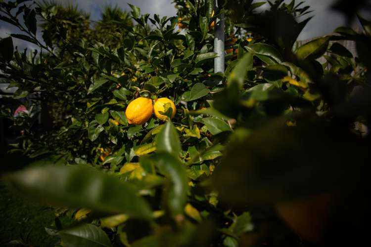 105 Dominion Road Nawton_14