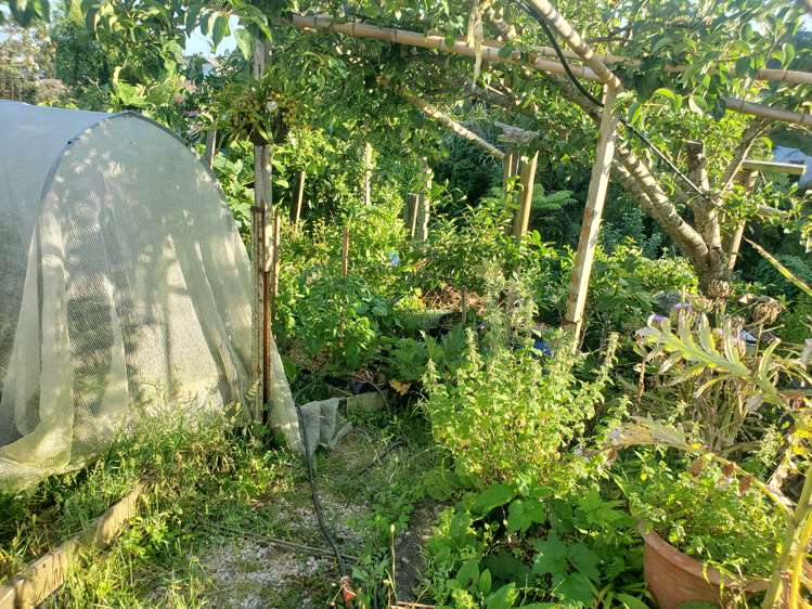 36 Evans Road Glen Eden_11