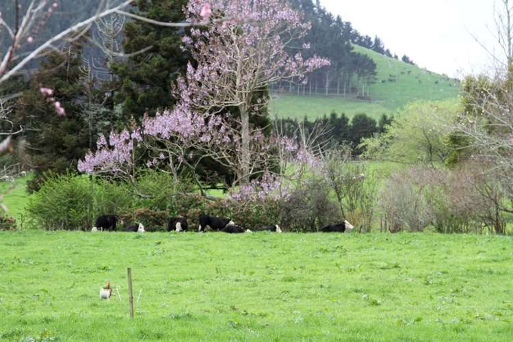 529 Golden Valley Road Waihi_19