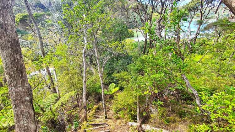 Lot 4 DP66008 North Cove Kawau Island_23