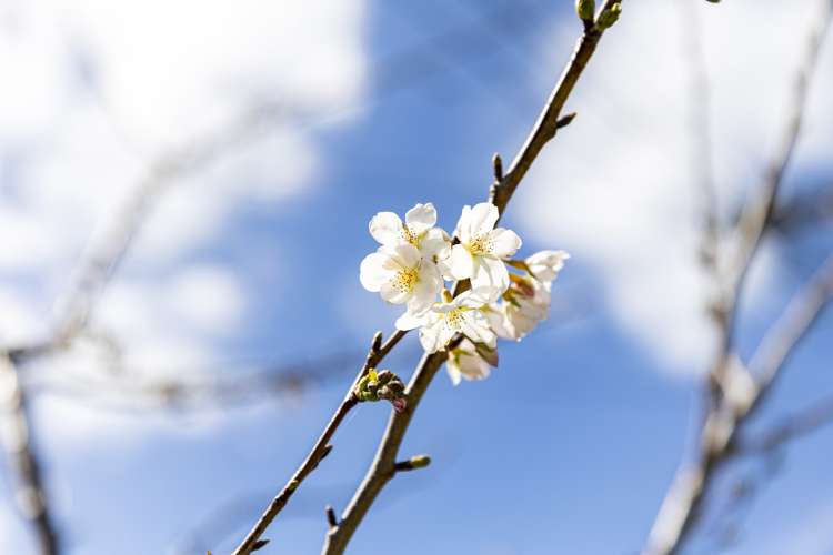 1/8 Christmas Road Manurewa_18