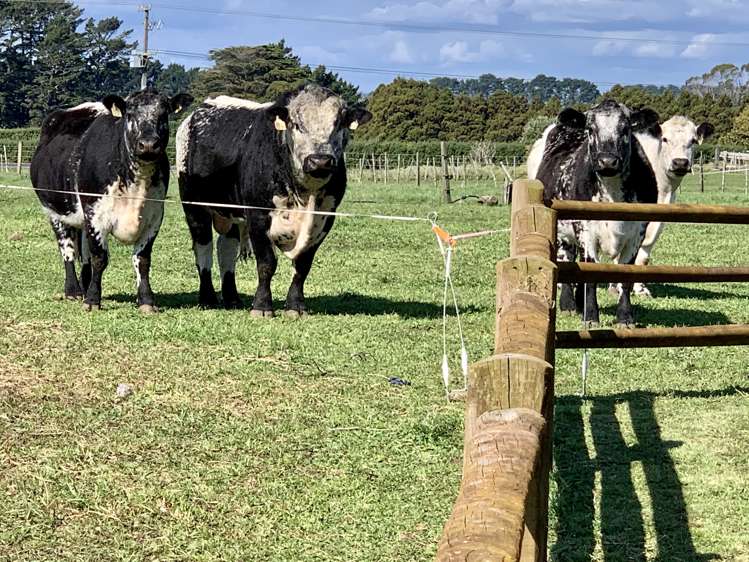 124a Mountain Road Sentry Hill_18