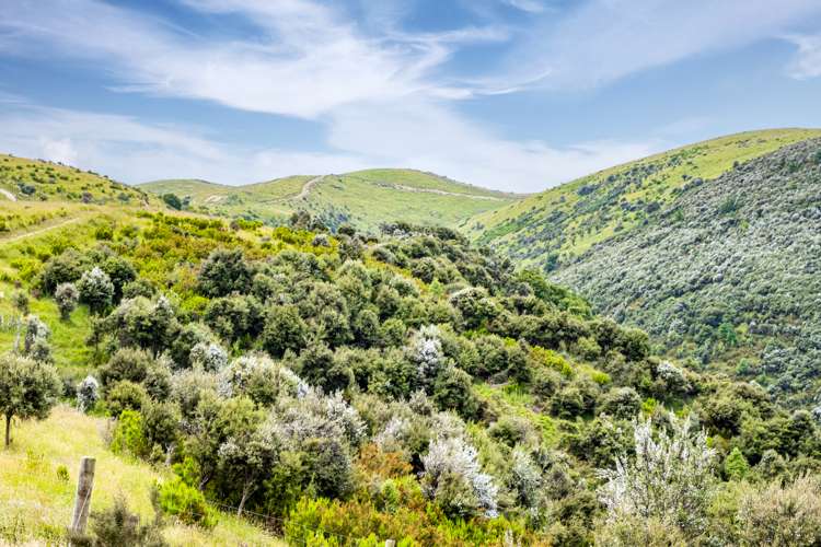 Mcintosh Road Geraldine_13