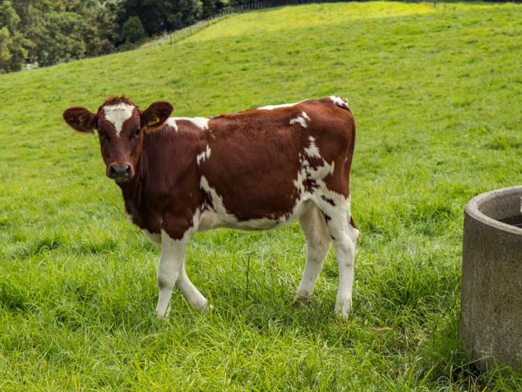 245 Opanake Road Dargaville Surrounds_12