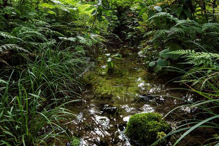 590 Ngunguru Ford Road Kiripaka_17