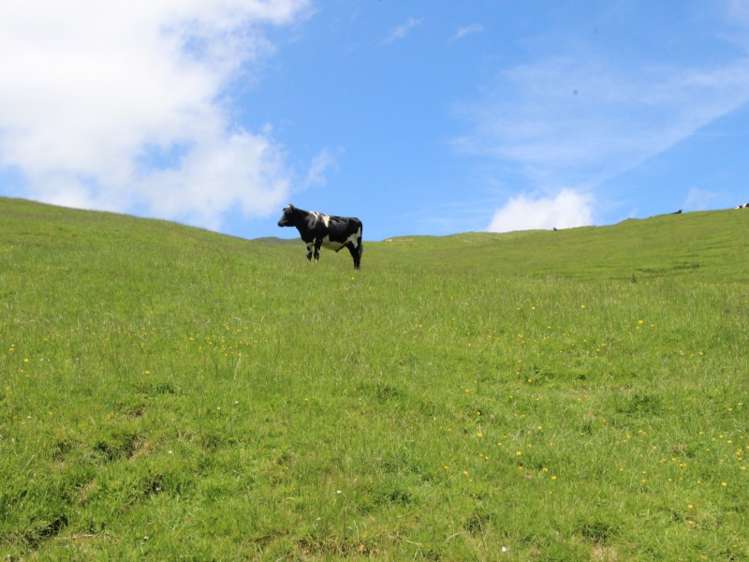 934 Coonoor Road Pahiatua_12