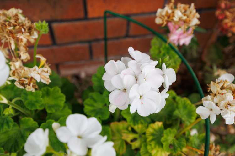 15 Mcarthur Street Terrace End_24