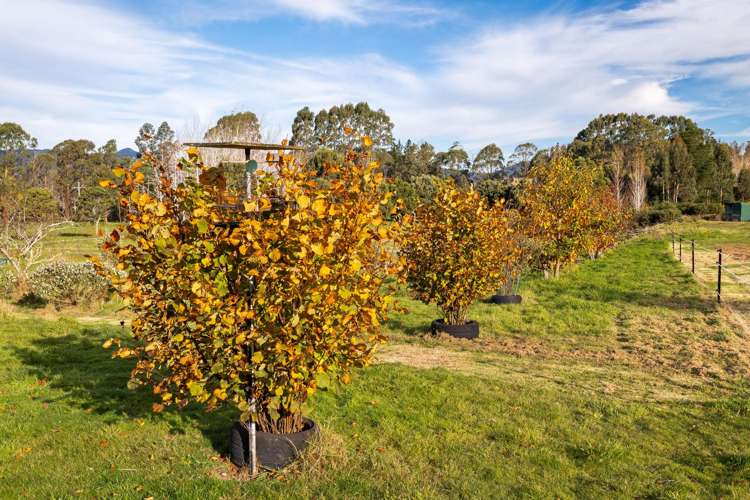 1830 Waikouaiti-Waitati Road Waitati_5