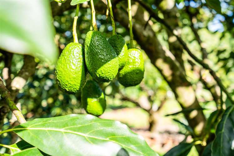 42 Snooks Road Maungatapere_29