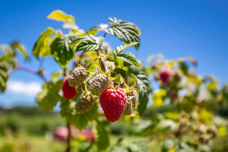 160 Tadmor Valley Road Tapawera_17