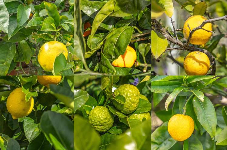 17 Rata Street Waikanae_29