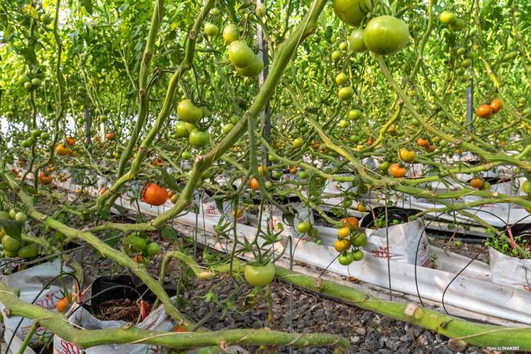 80 Orere-Matingarahi Road Orere Point_15