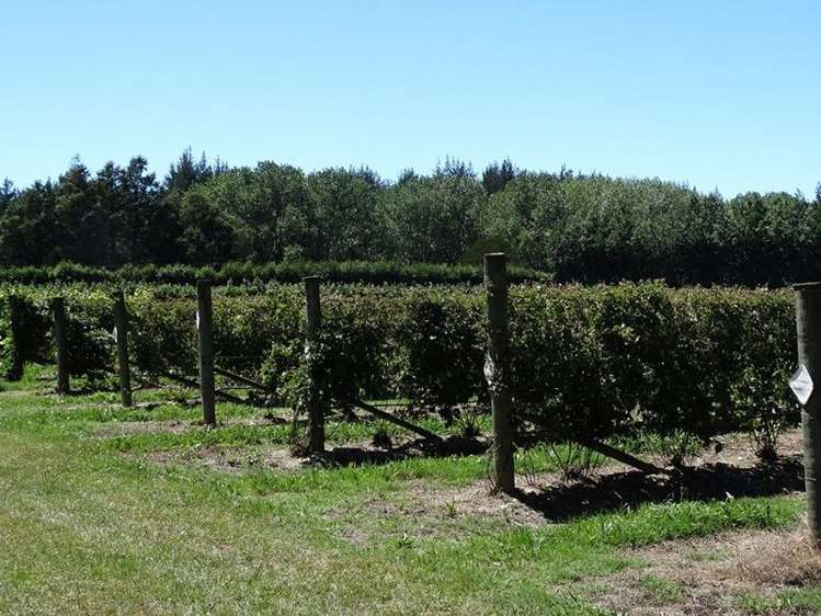 21 Drummond Road Lower Moutere_6