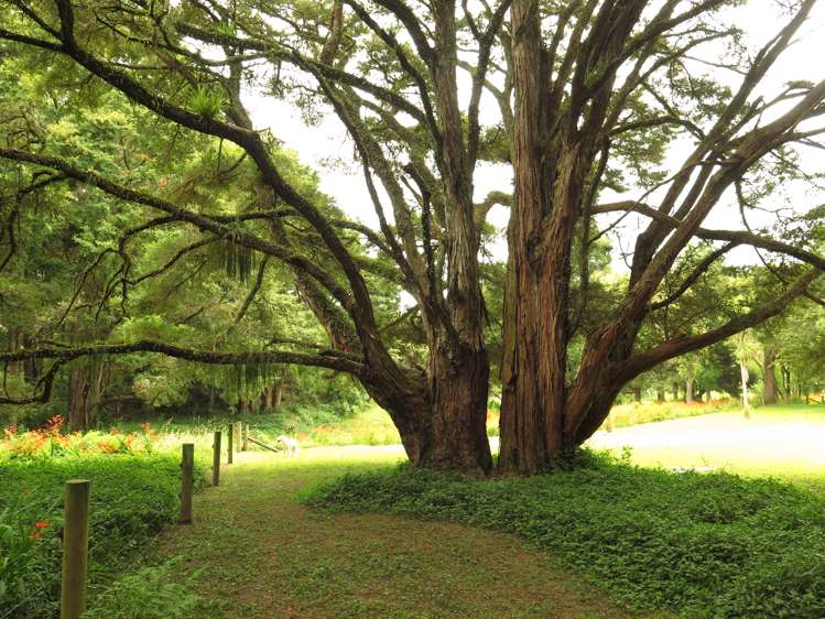 130 Gibbons Road Kaiwaka_27