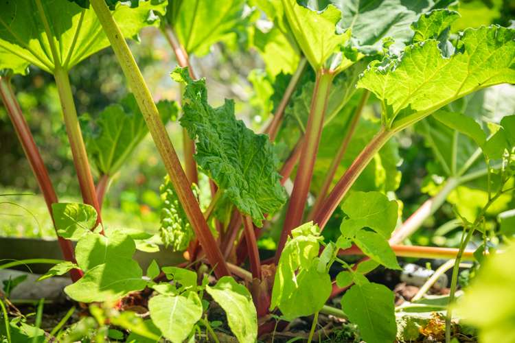 4a/20 Maarama Crescent Aro Valley_16