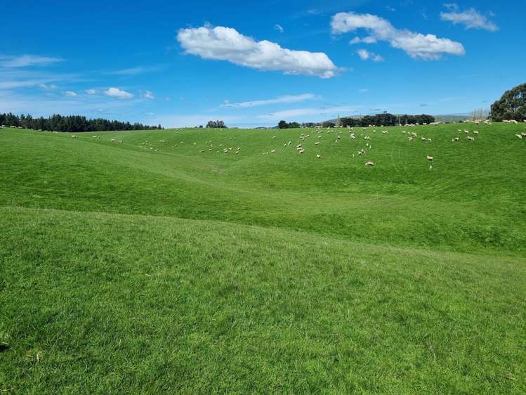 199 Moa Hill Road Clinton and Surrounds_9