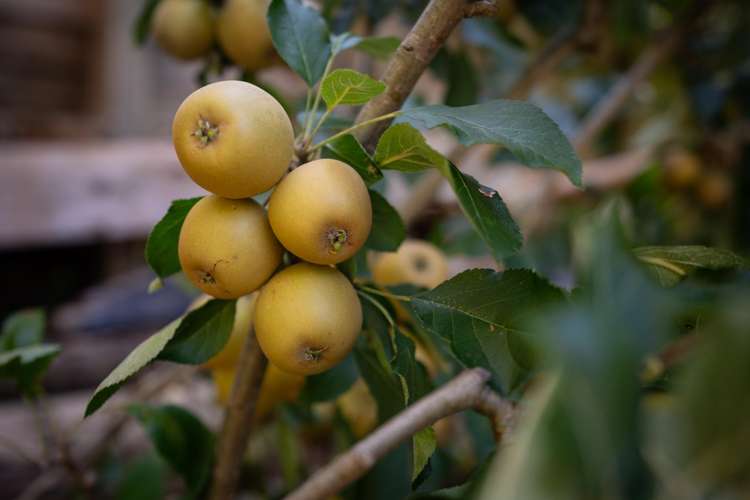 166 Owen Street Newtown_34