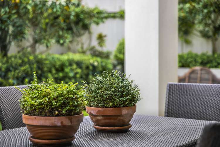 17 Grampian Road Saint Heliers_7