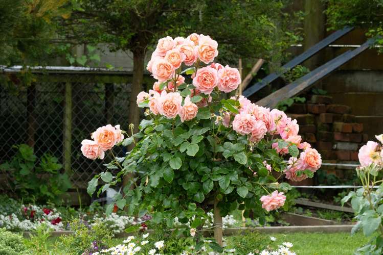 37 Kiharoa Street Otaki Beach_22