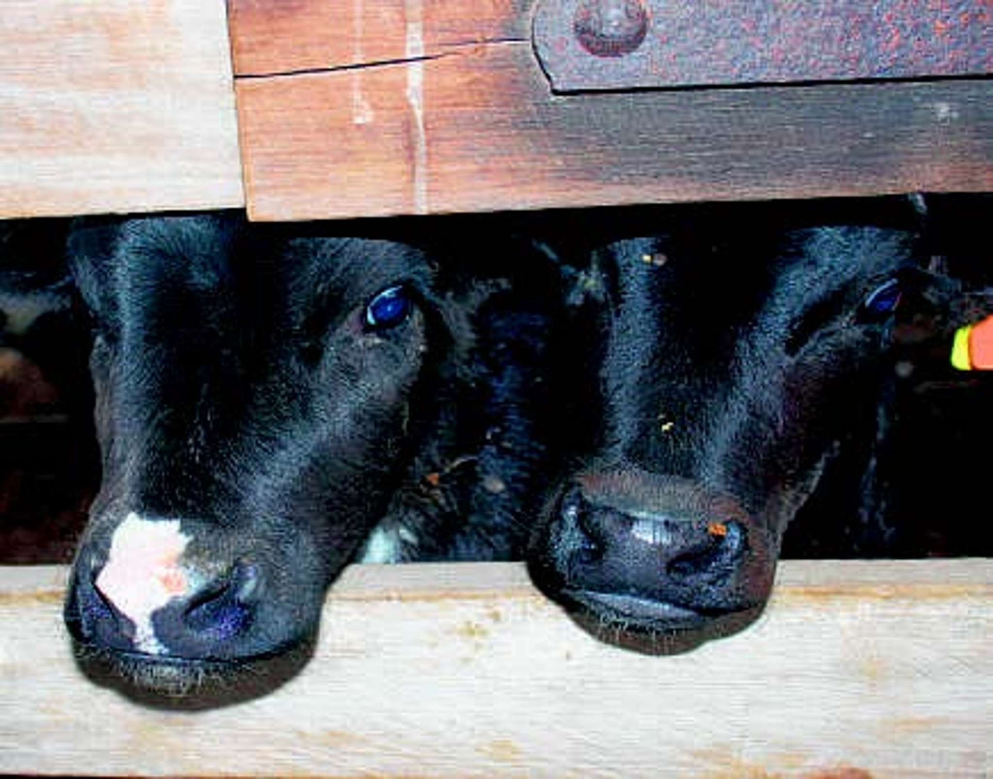 Labour shortages may delay bobby calf pickups